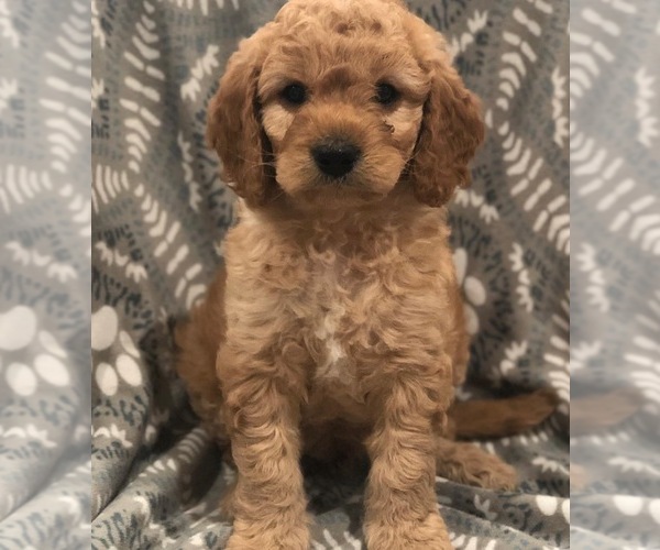 View Ad: Cavapoo-Goldendoodle Mix Litter of Puppies for Sale near ...