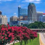 Crepe Myrtles with the Raleigh Skyline 2013