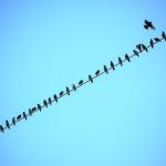 Birds on a West Street wire