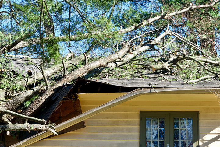 Does home insurance cover tree root damage? 