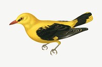 Eurasian golden oriole bird, vintage animal collage element psd