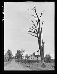 Road in the Pine Camp expansion area. Houses are now abandoned near Sterlingville, New York. Sourced from the Library of Congress.