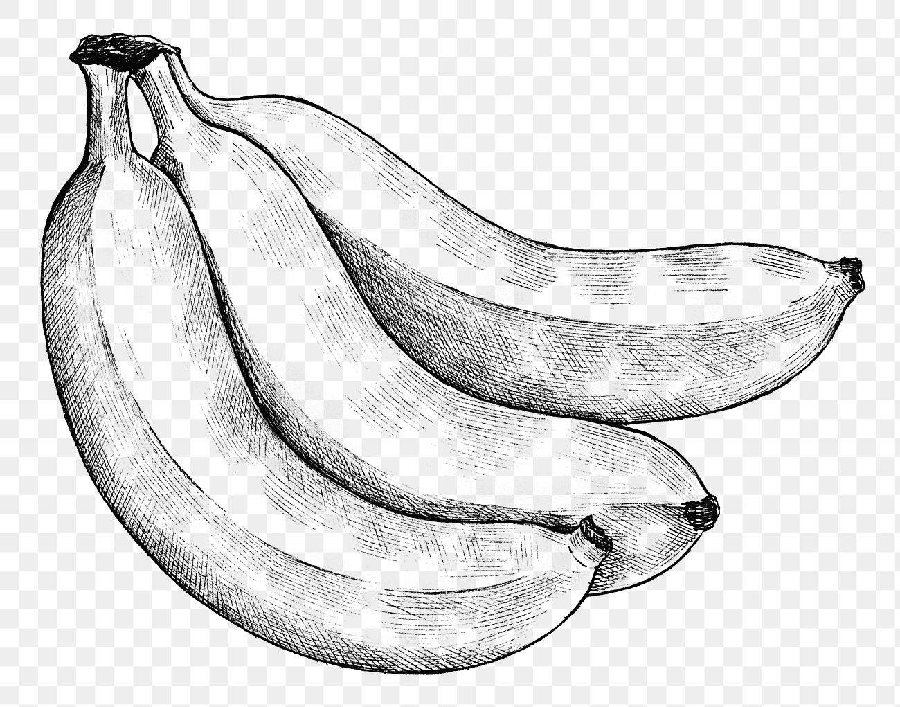 Bananas ink drawing Free stock illustration High Resolution graphic