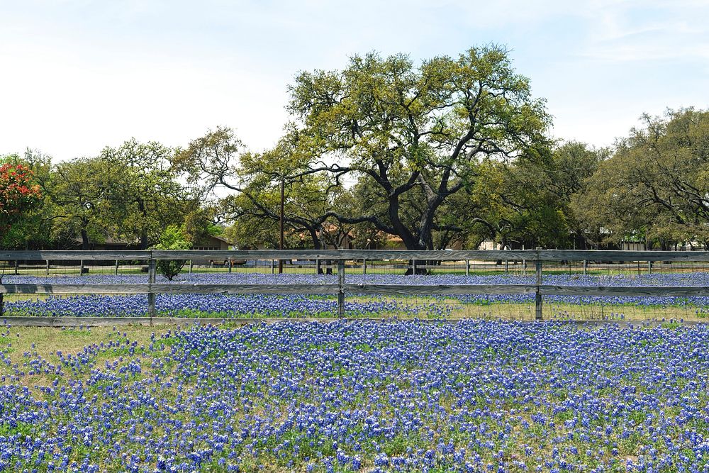 Profusion Texas State Flower -- | Free Photo - rawpixel