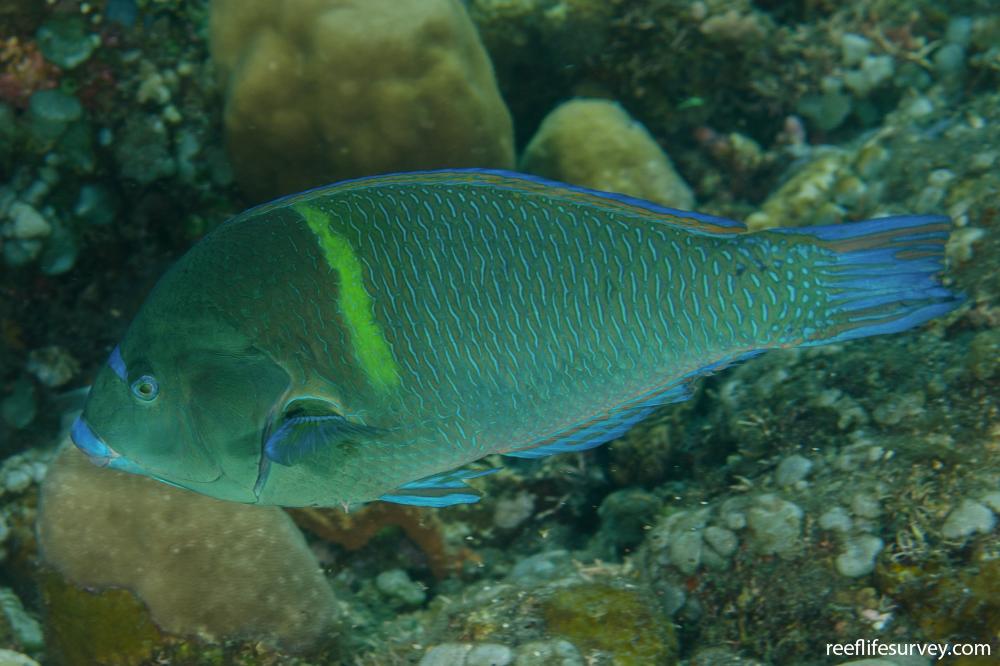 Anampses caeruleopunctatus