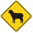 Sheep Crossing Sign