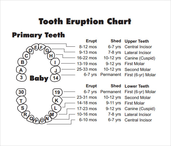 Primary Tooth Number Chart