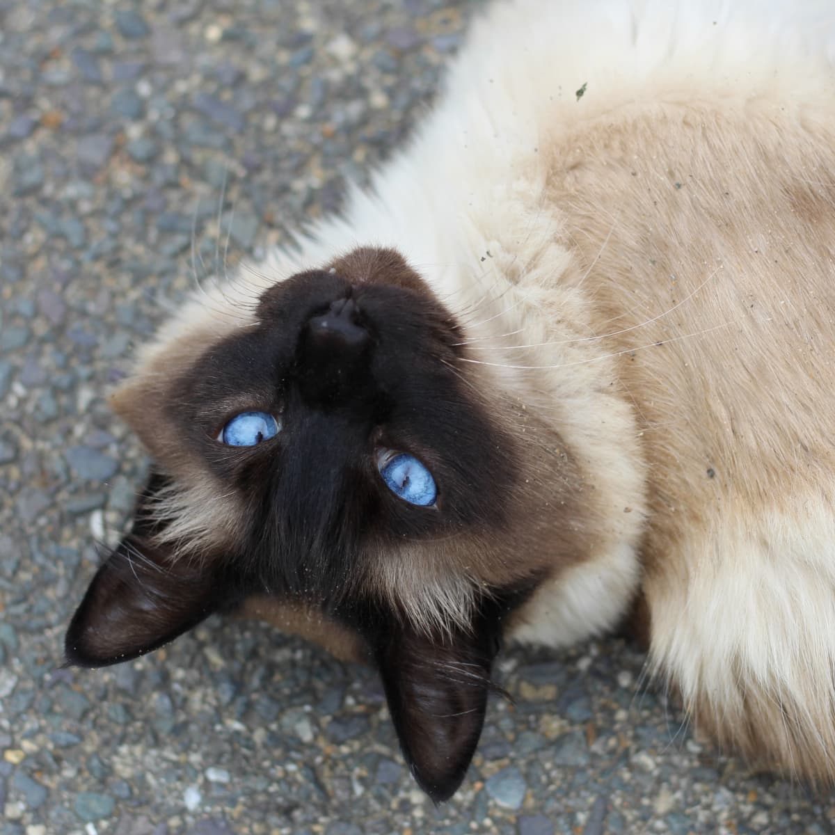 Siamese Cats: What You Should Know Before Getting One - Pethelpful