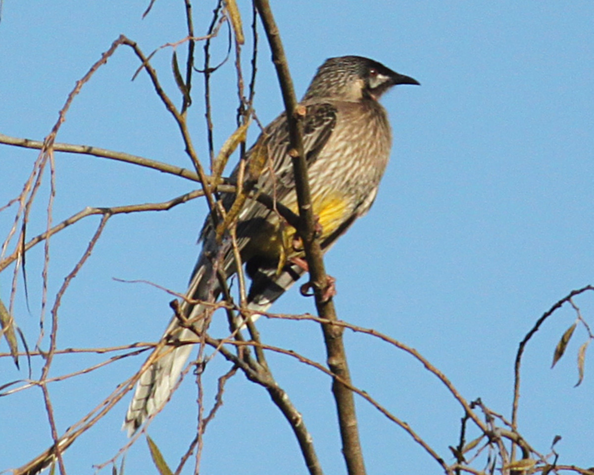 Native Australian Birds