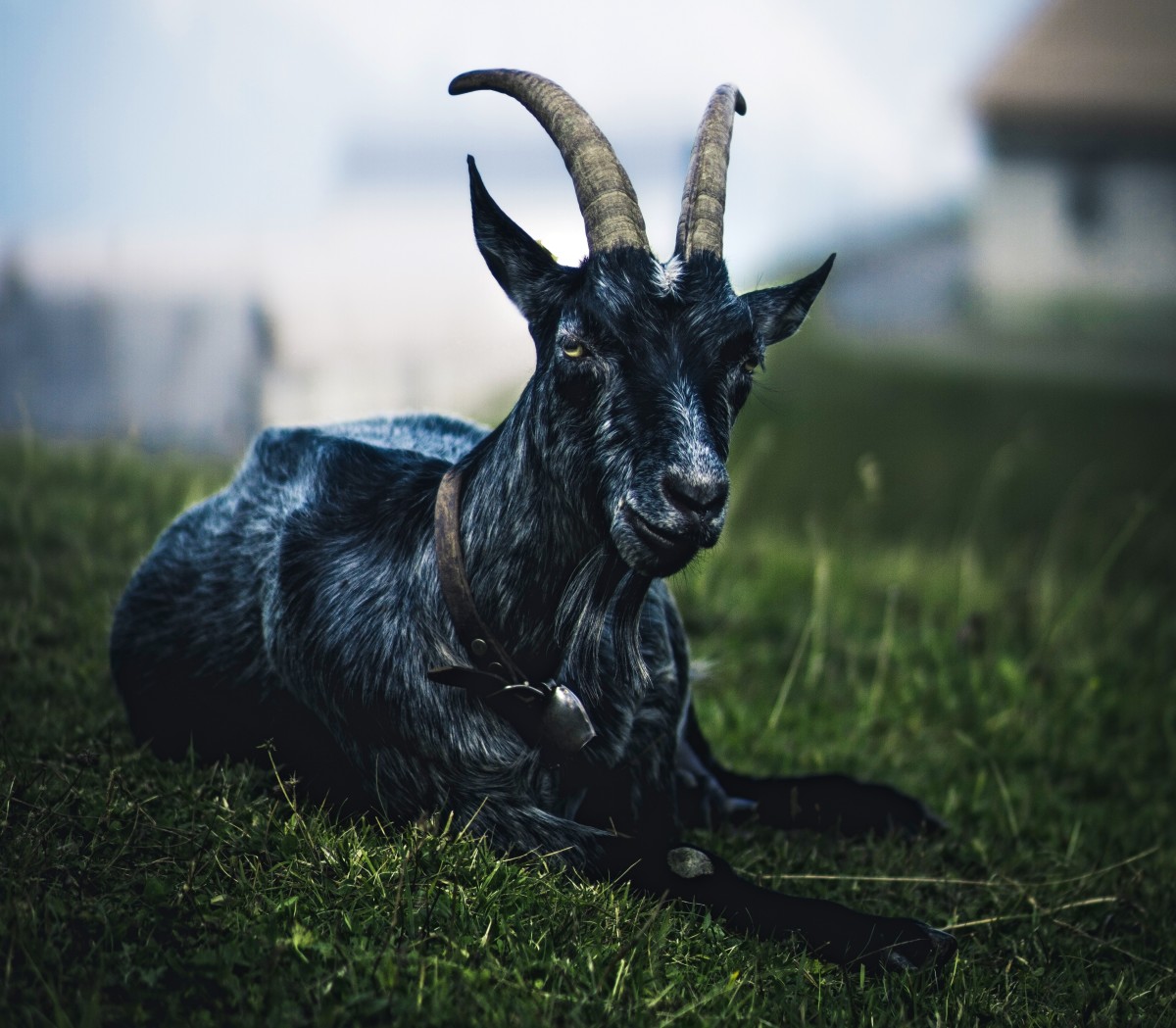 The Capricorn Personality: Are You a Classic Goat?