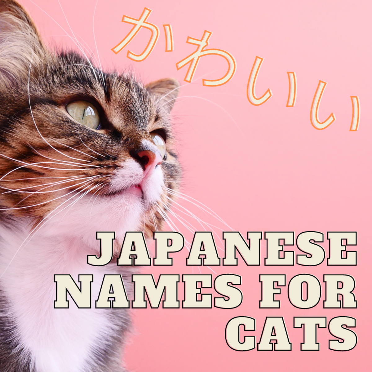 Top 100 Cats Cute Names For Your Adorable Feline Friends