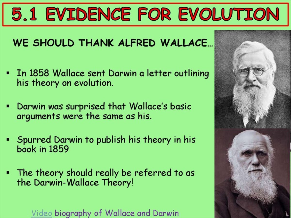 Alfred Russel Wallace Theory Of Evolution