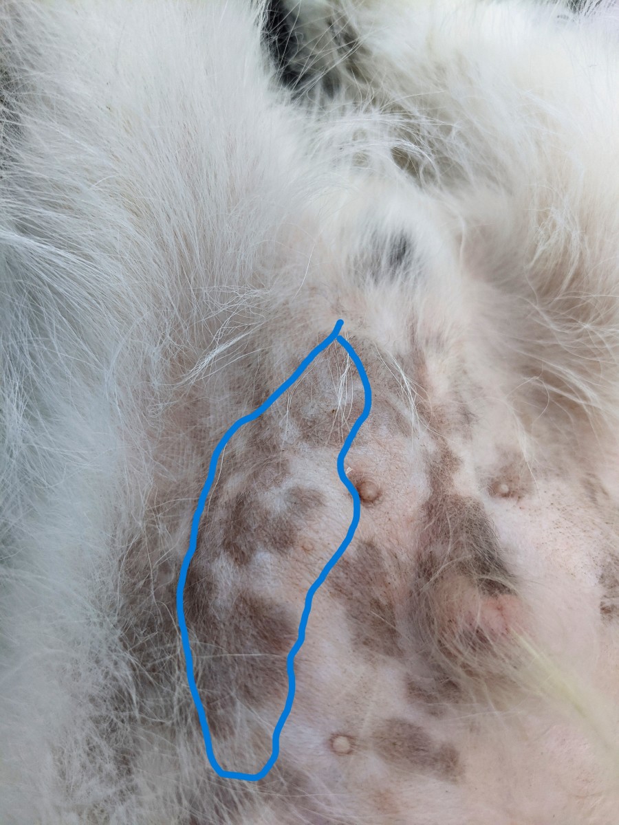 Why Does My Dog Have Lumps On Her Skin at Lemuel Foy blog