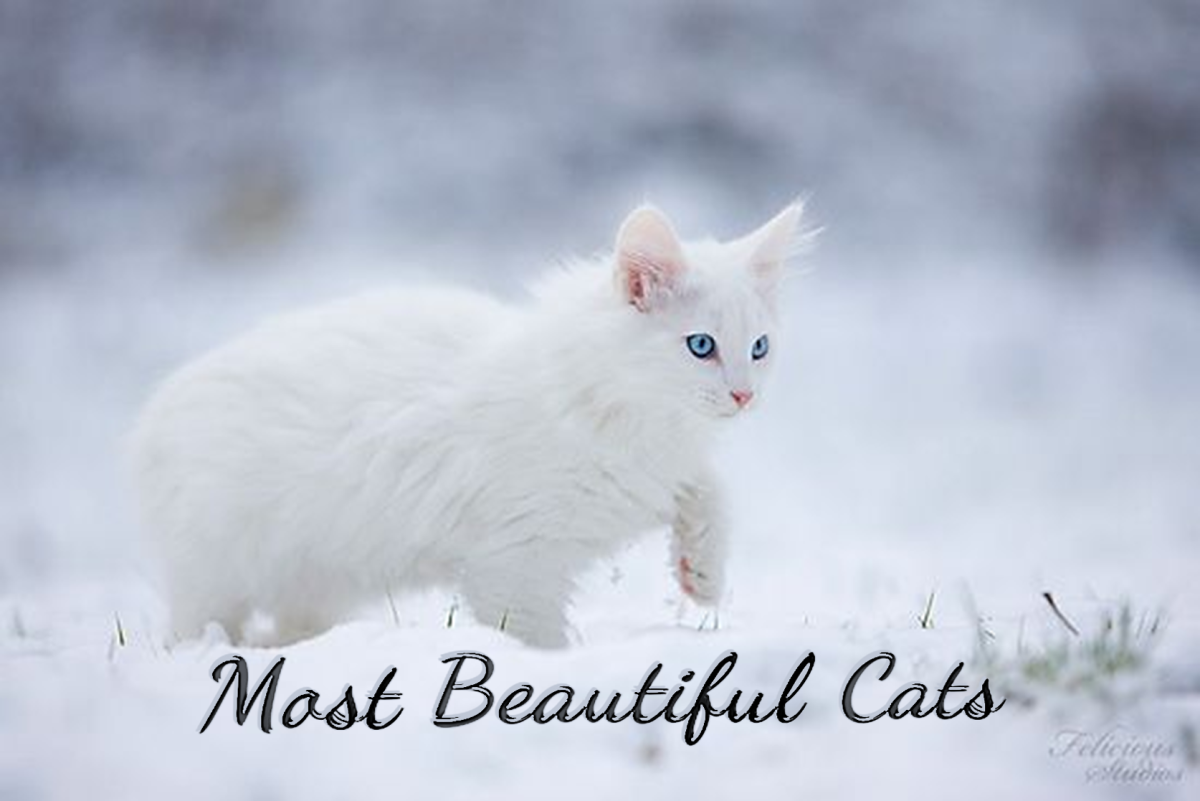 Most Beautiful Cat Breeds