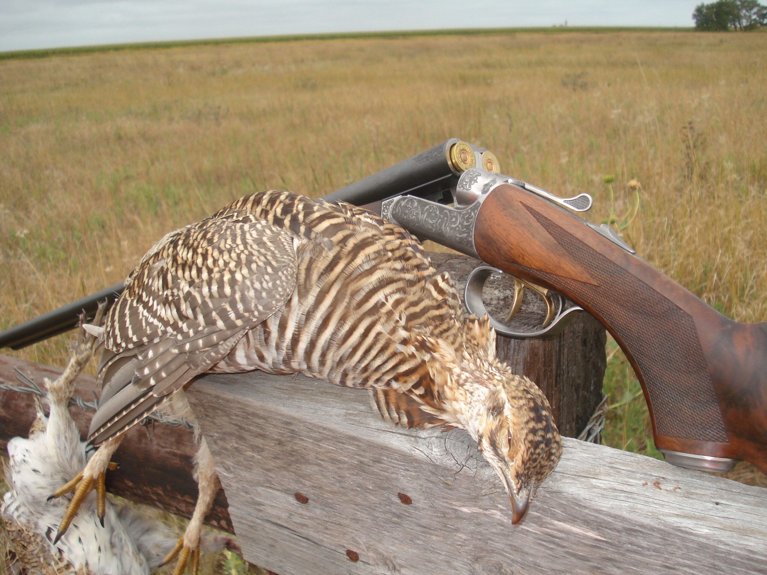 Prairie chicken & RBL | Shooting Sportsman