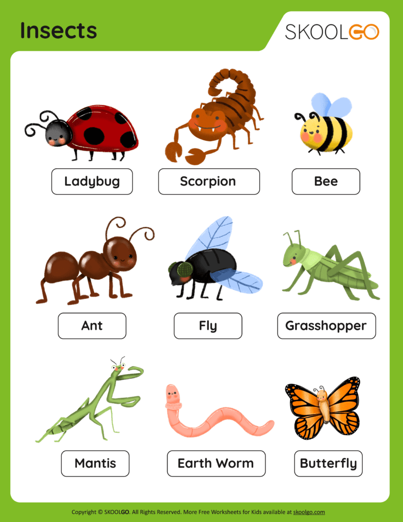 Insects - Free Worksheet for Kids