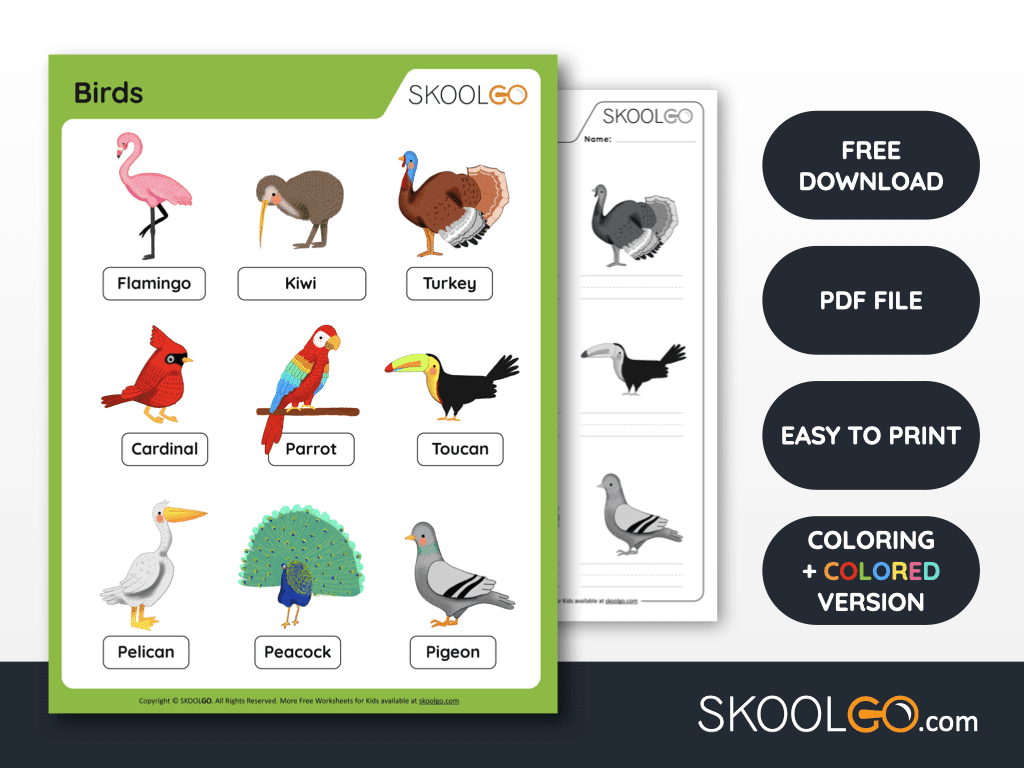 Free Worksheet for Kids - Birds - SKOOLGO