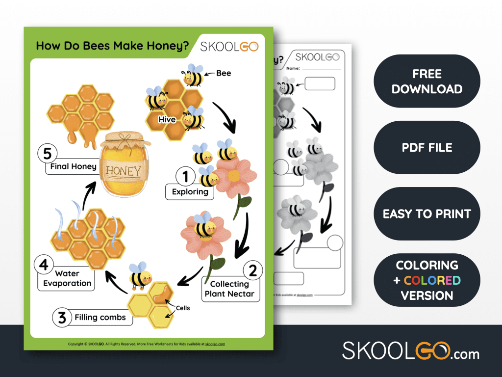 Free Worksheet for Kids - How Do Bees Make Honey? - SKOOLGO