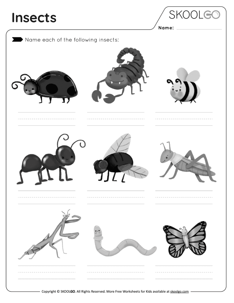 Insects - Free Black and White Worksheet Activity for Kids