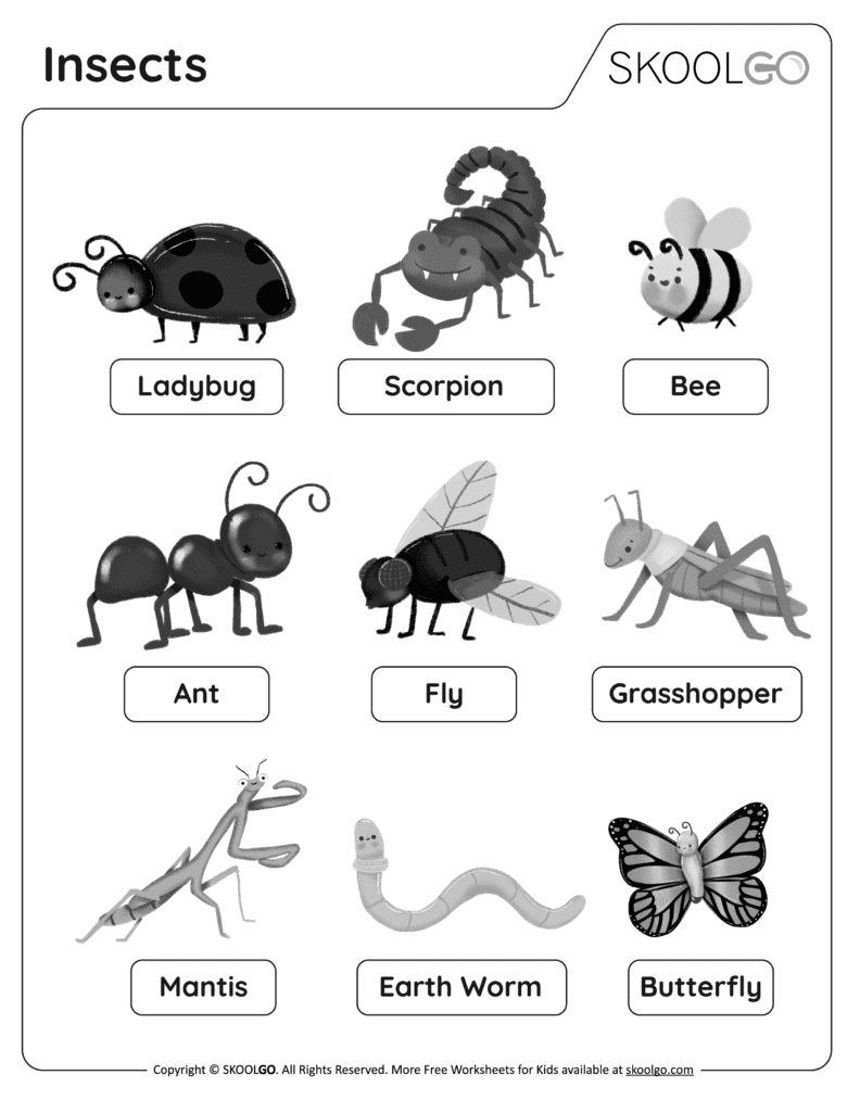 Insects - Free Black and White Worksheet for Kids