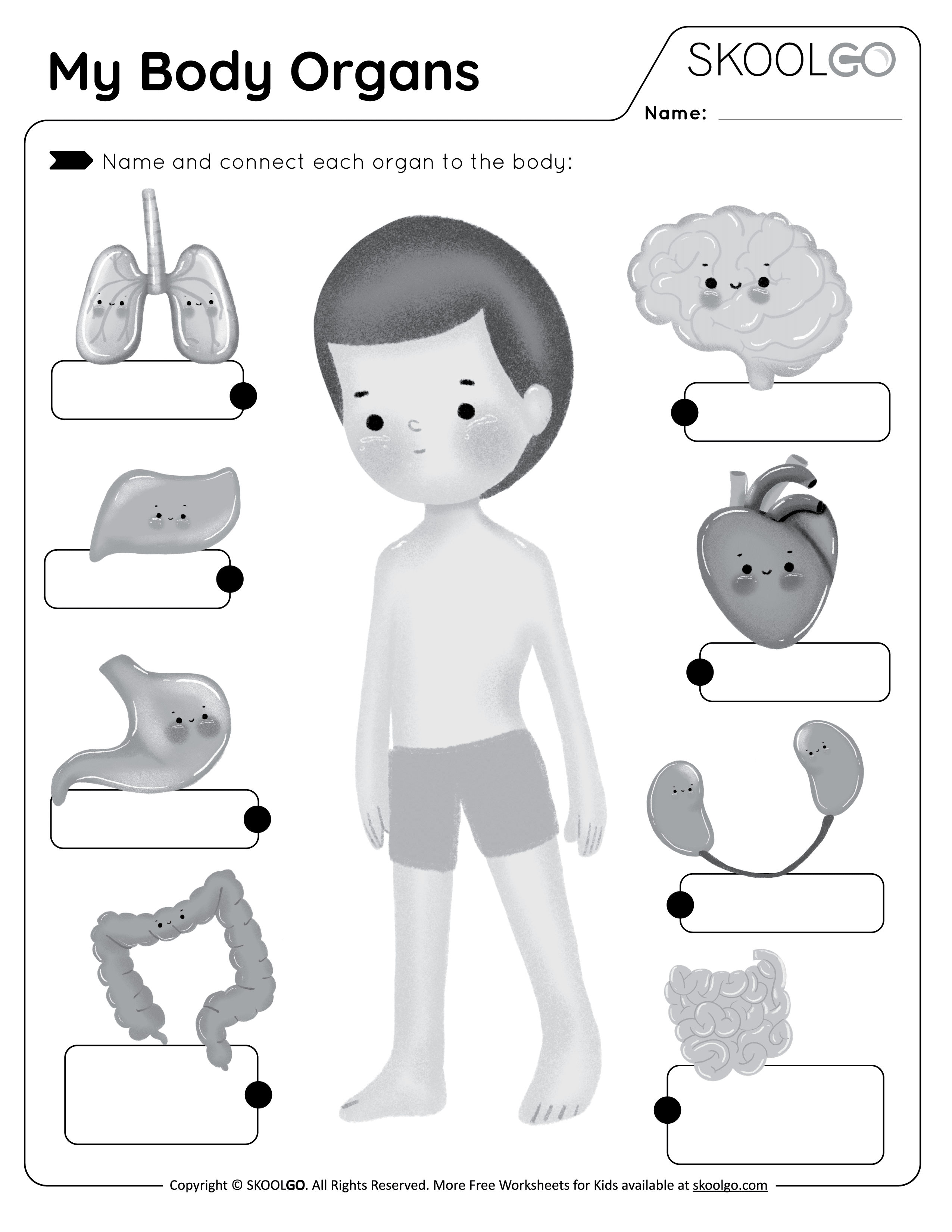 Label Body Organs Worksheet