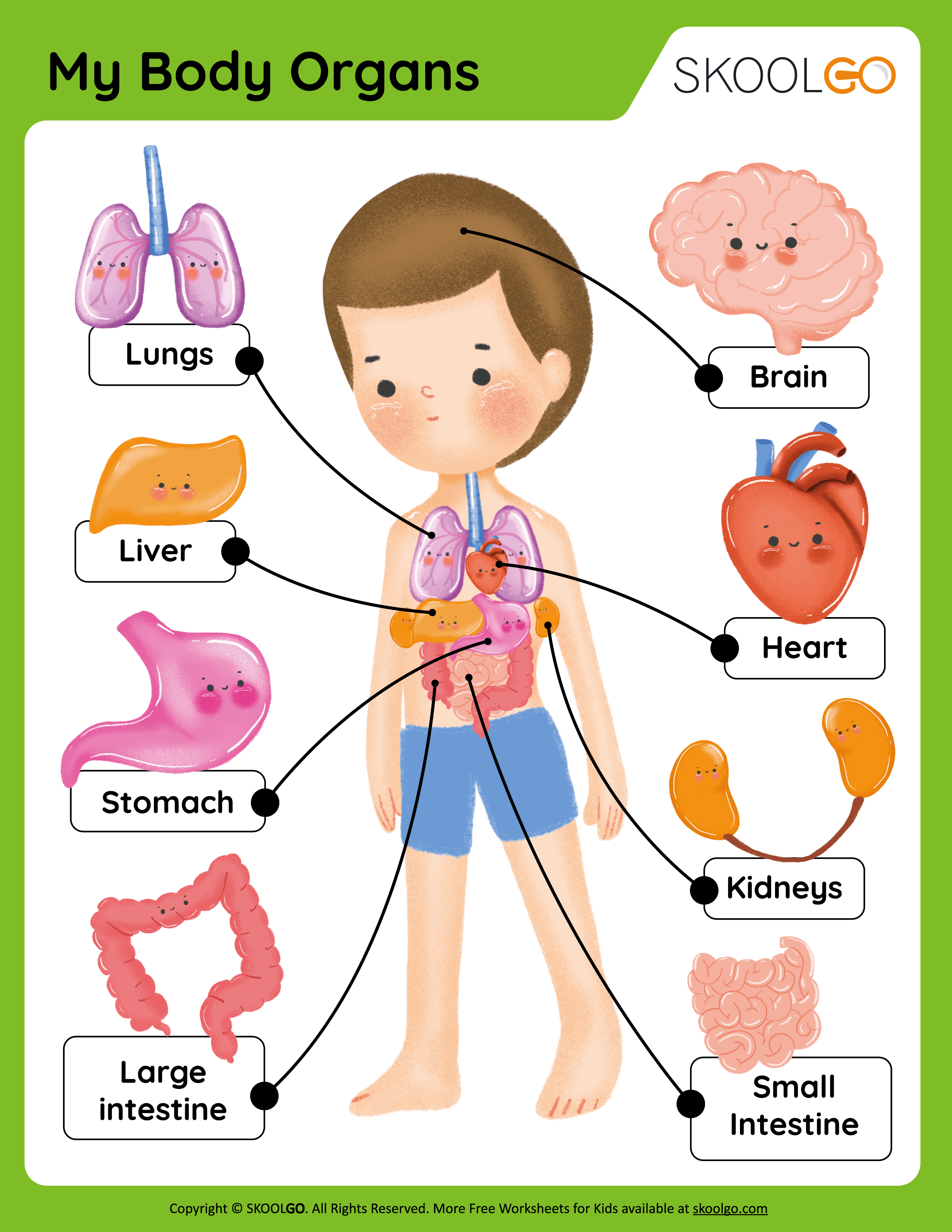 Body Organs Worksheet Internal Organs Worksheet For K - vrogue.co