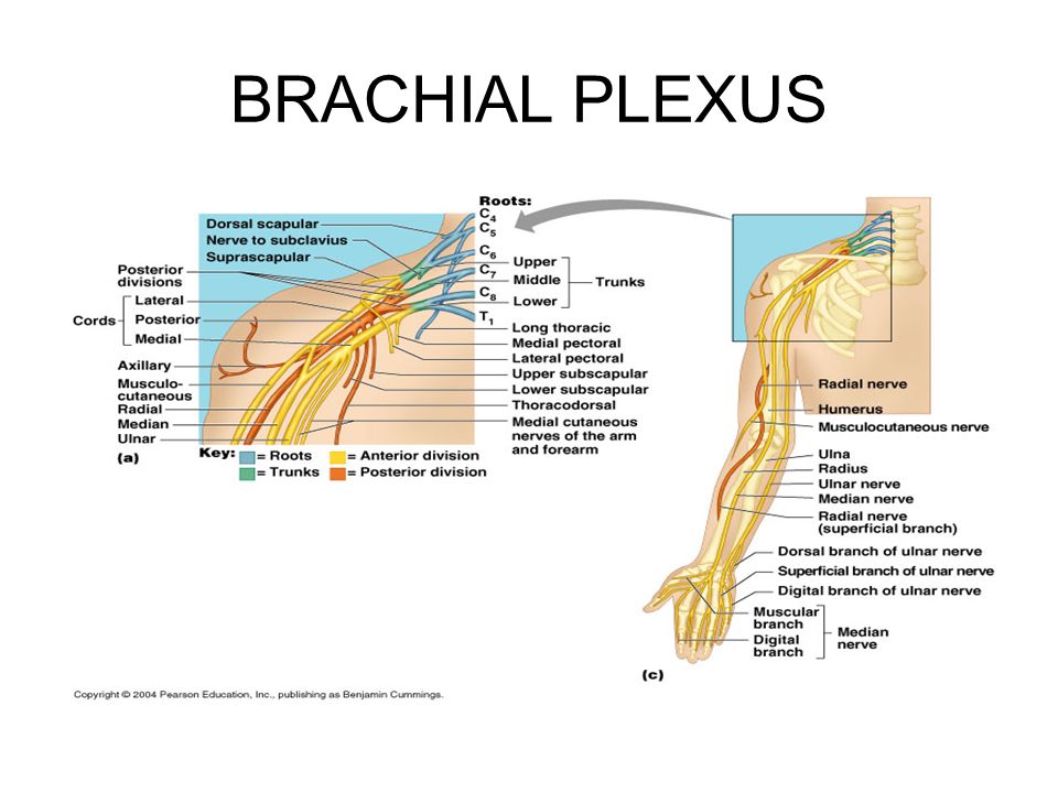 THE PERIPHERAL NERVOUS SYSTEM AND REFLEX ACTIVITY. - ppt download