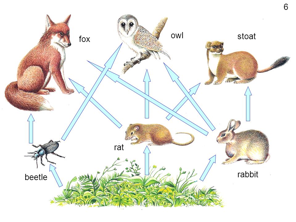 INTERDEPENDENCE of LIVING ORGANISMS 1 © Hans pfletschinger. - ppt download