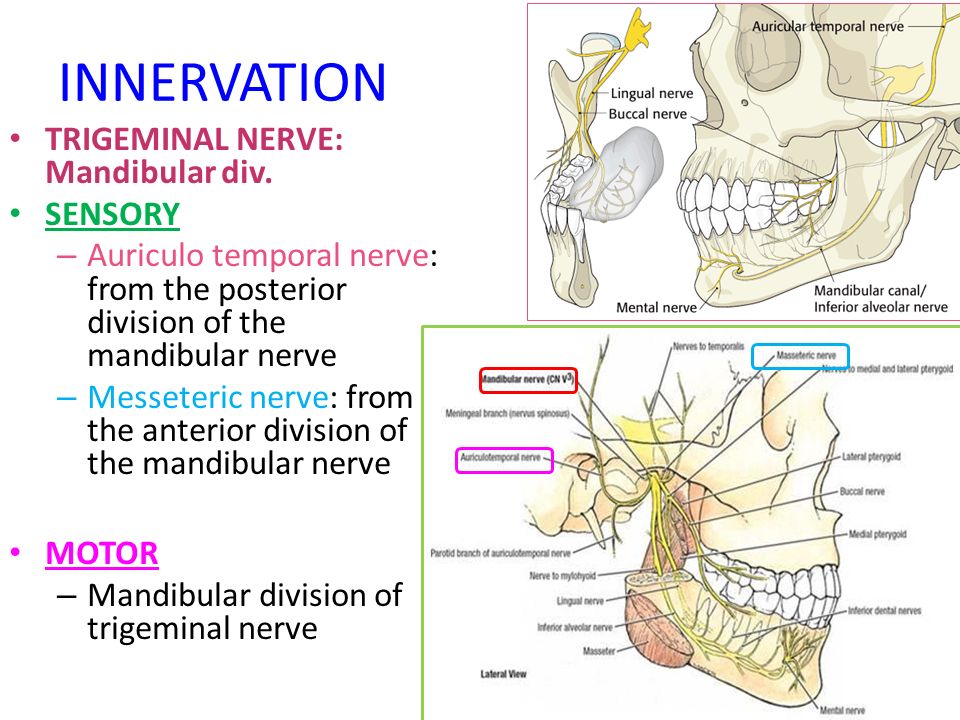 TMJ and Muscles of Mastication Dr Rania Gabr. Objectives Identify the ...