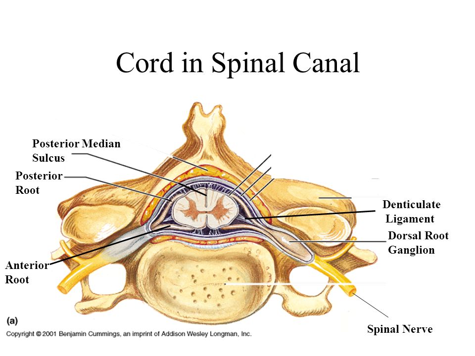 Neck Region PA 481. Anterior Surface Triangles at Surface. - ppt download