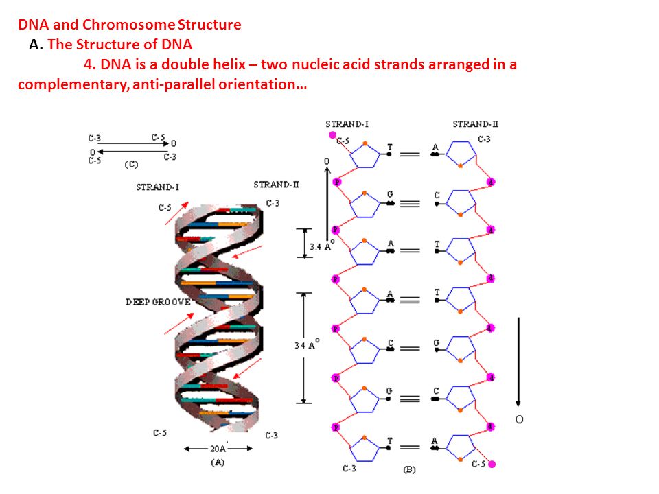 DNA and Chromosome Structure. A. The Structure of DNA. - ppt download