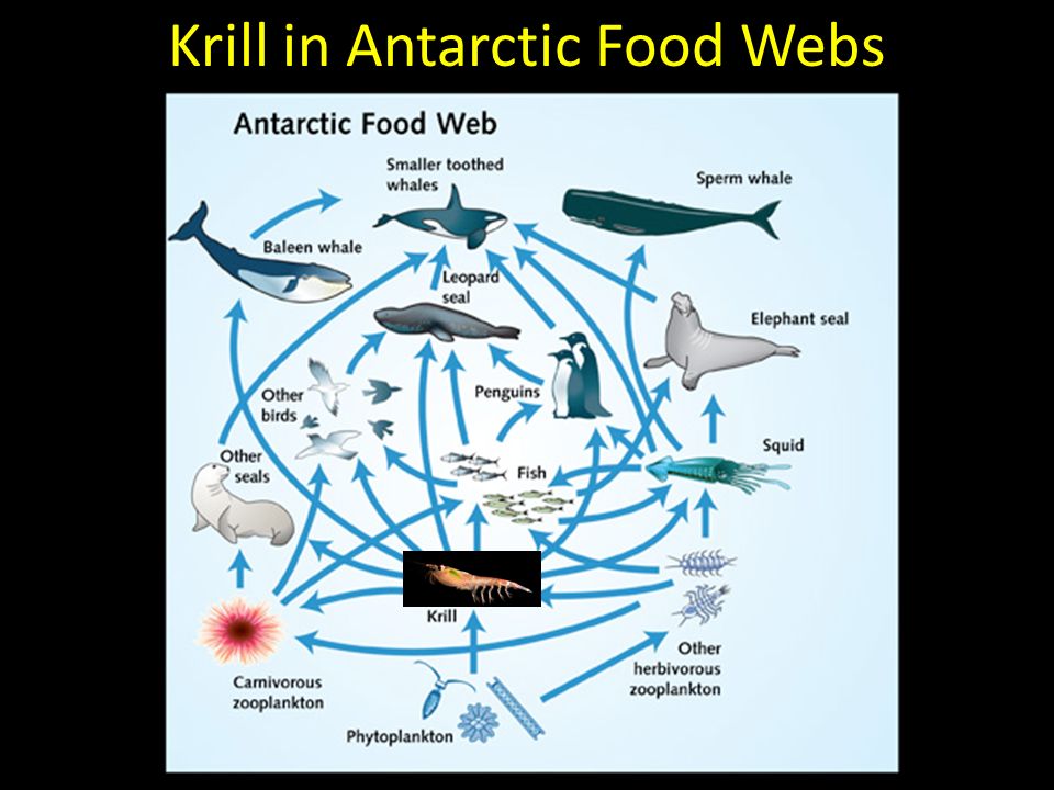 Antarctic Krill Food Chain