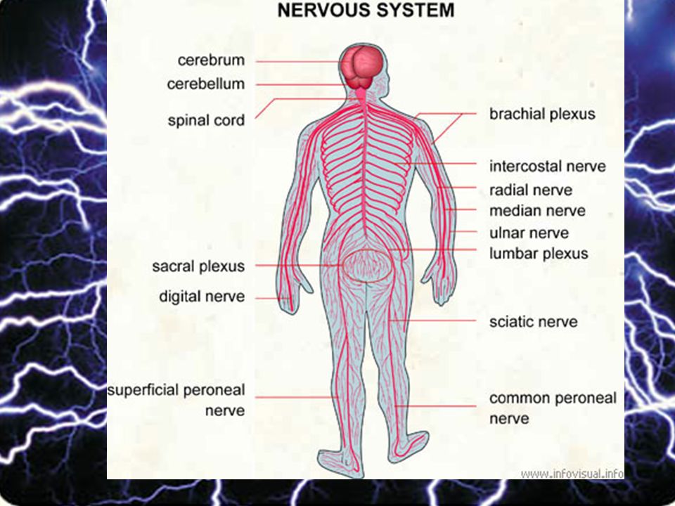 Nervous System Part 1: Organization. Organization of the Nervous System ...