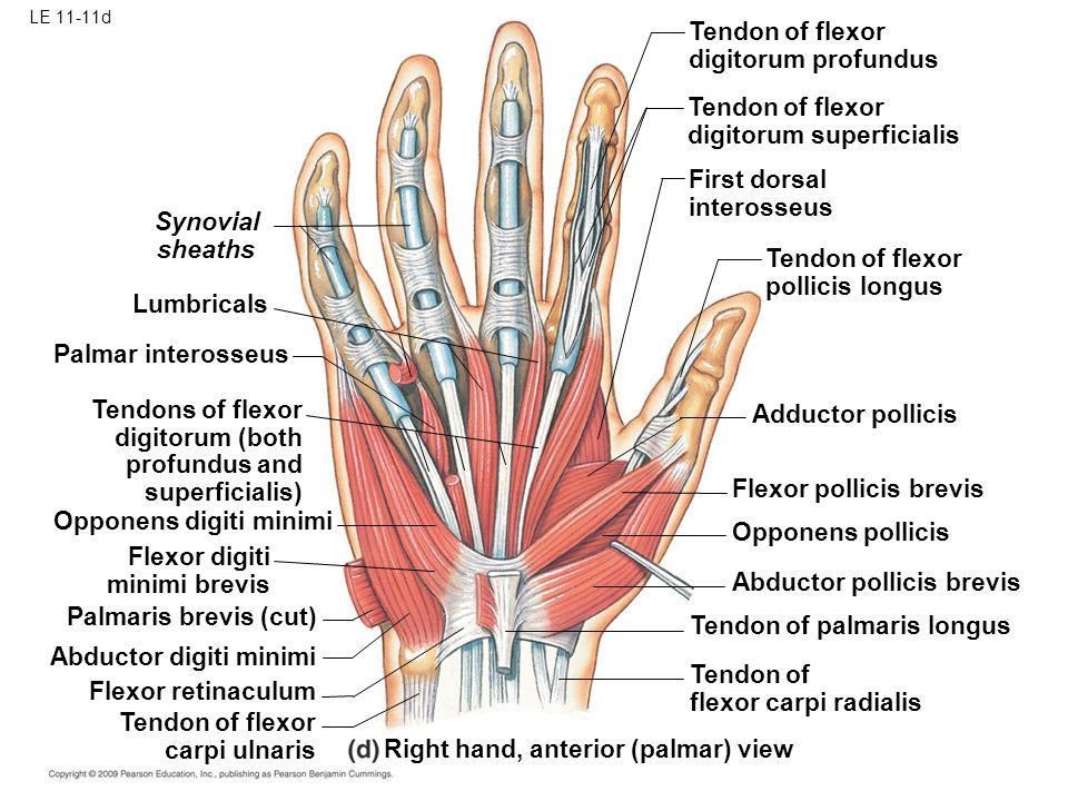 LE 11-1 Biceps brachii: torque and movement Brachioradialis: movement ...