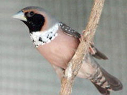 Cock Pictorella Munia