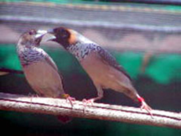 Pair of Pictorella's, hen on left.