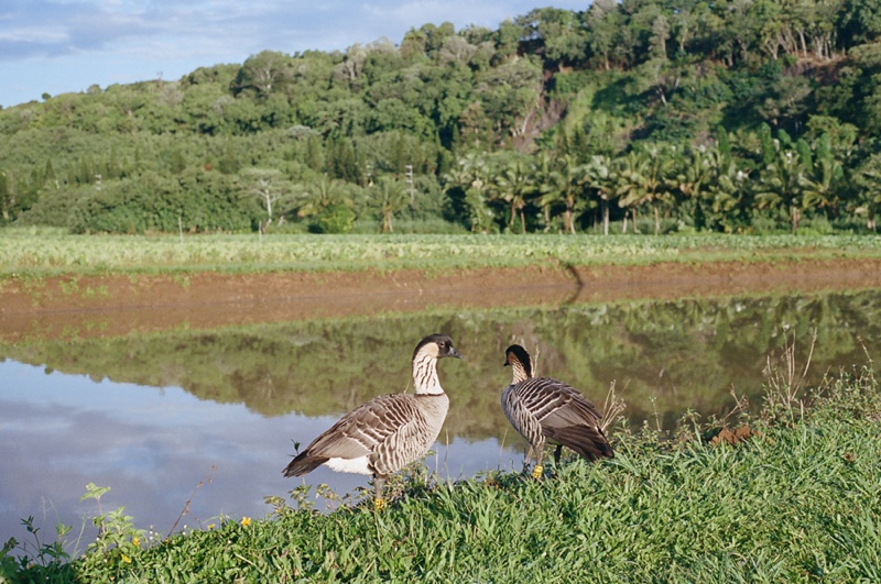 kauai-film-photographer-020.jpg