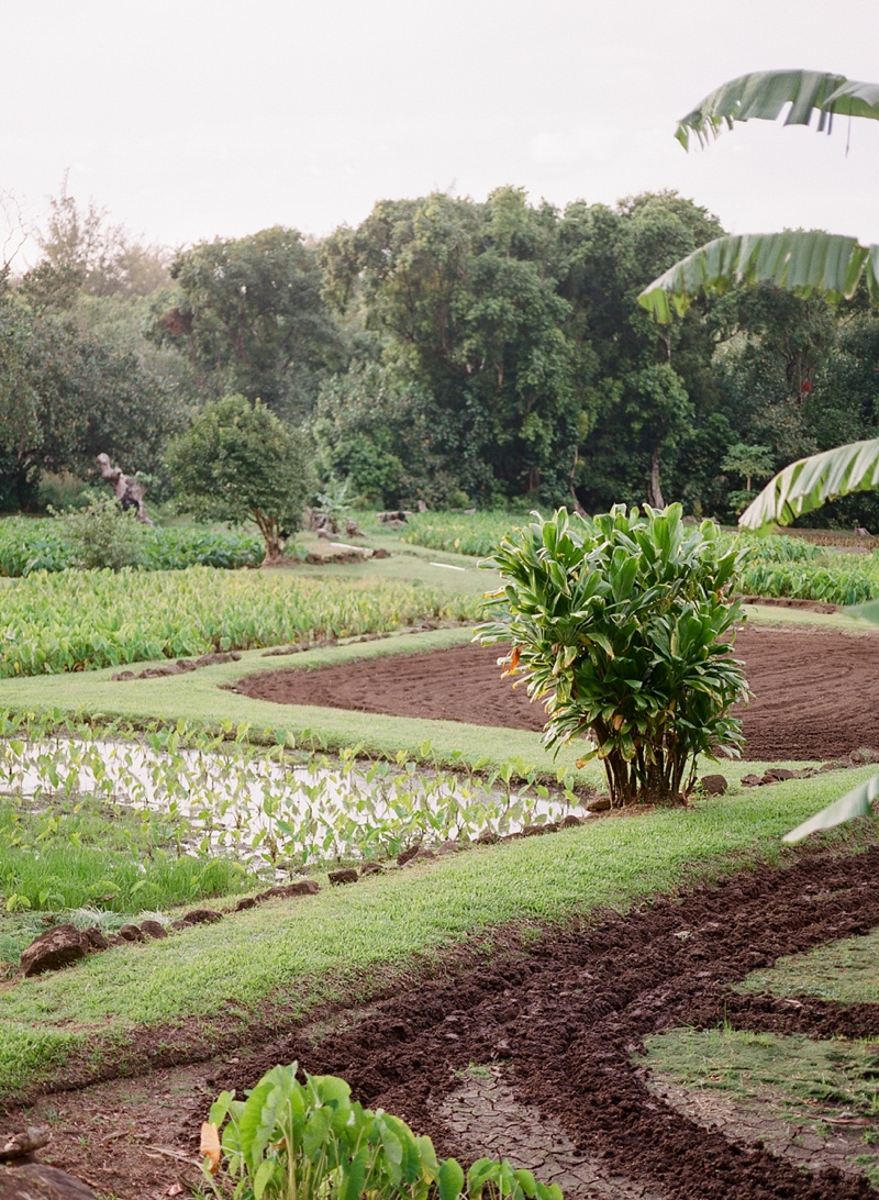 kauai-film-photographer-039.jpg