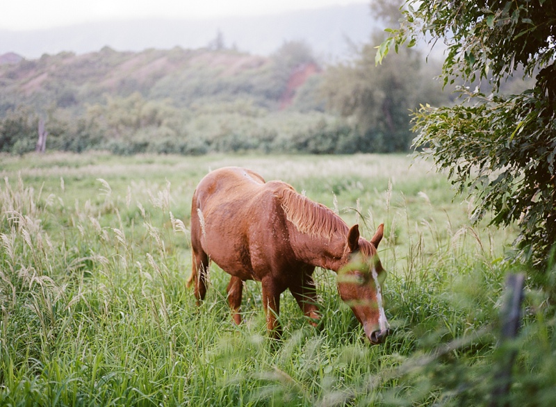 kauai-film-photographer-043.jpg