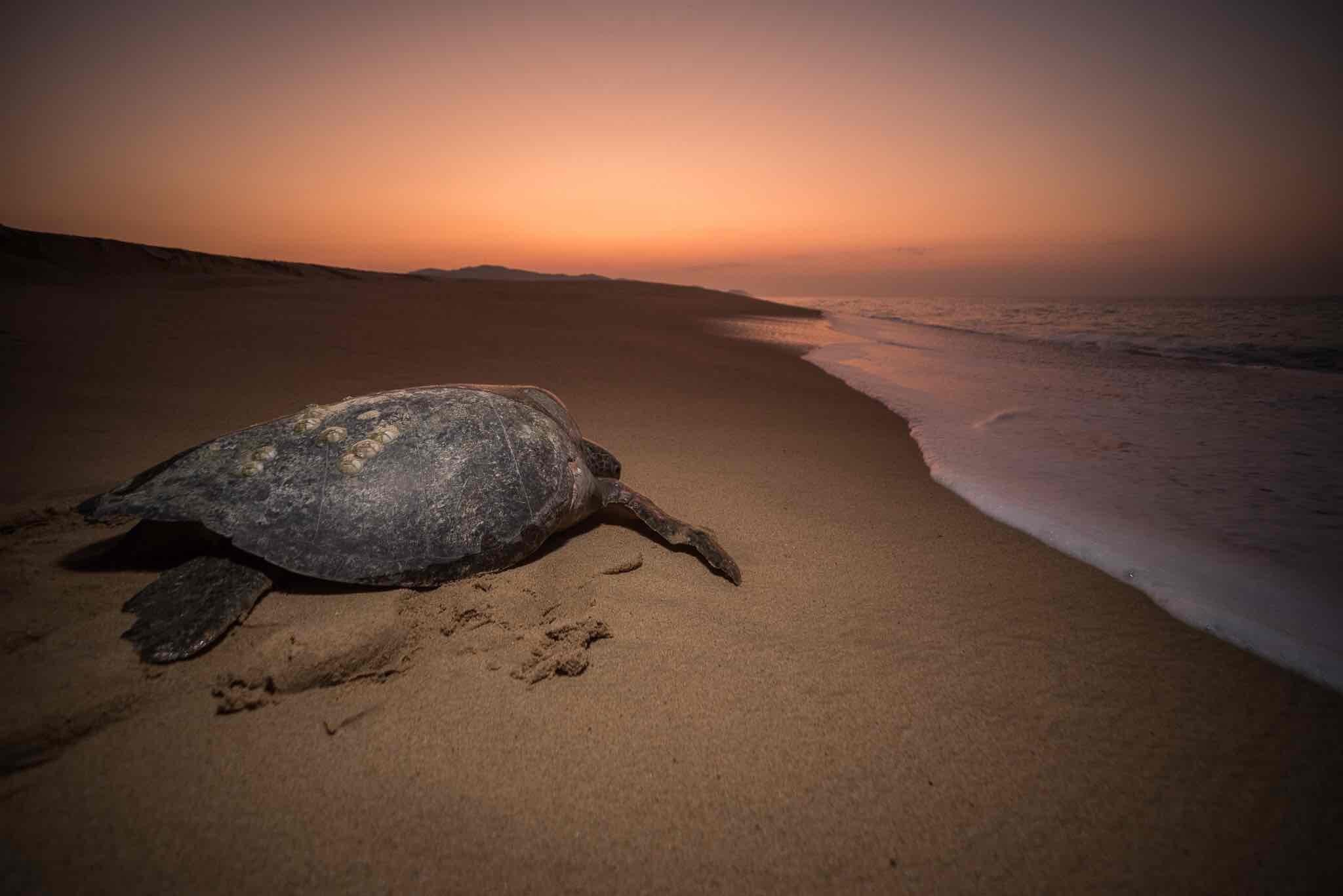 Life Cycle of Sea Turtles — SEE Turtles — SEE Turtles