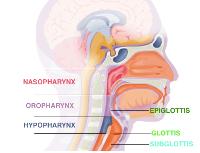 Soft Tissue Neck Radiographs — Taming the SRU