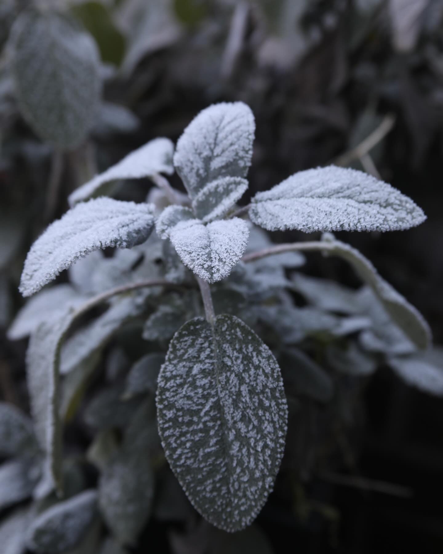 Frosty morning beauty! 😍