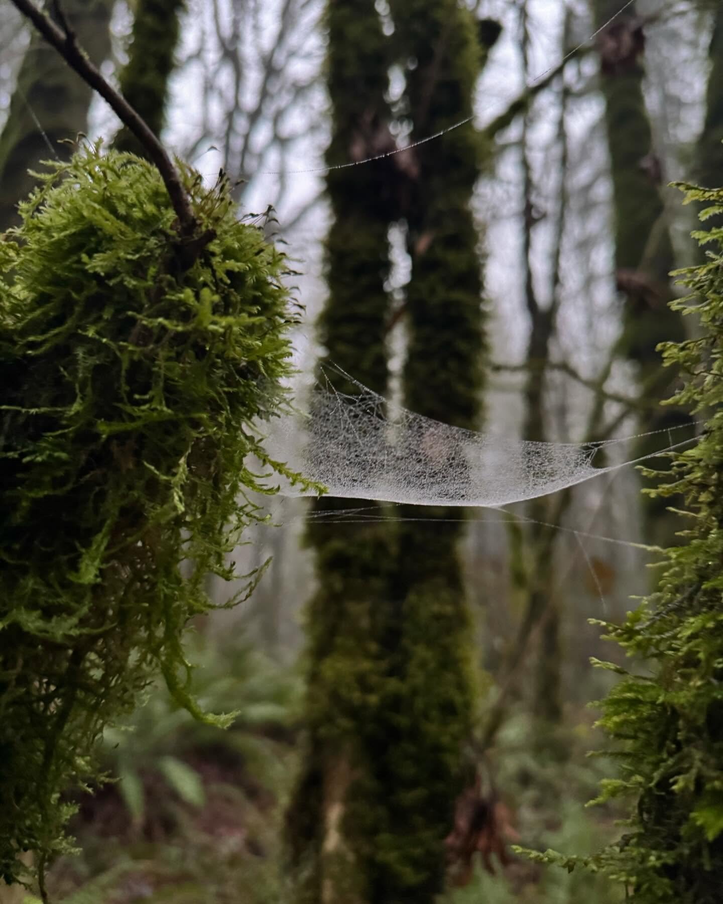 Grateful for foggy morning walks in the woods. What are you grateful for today?