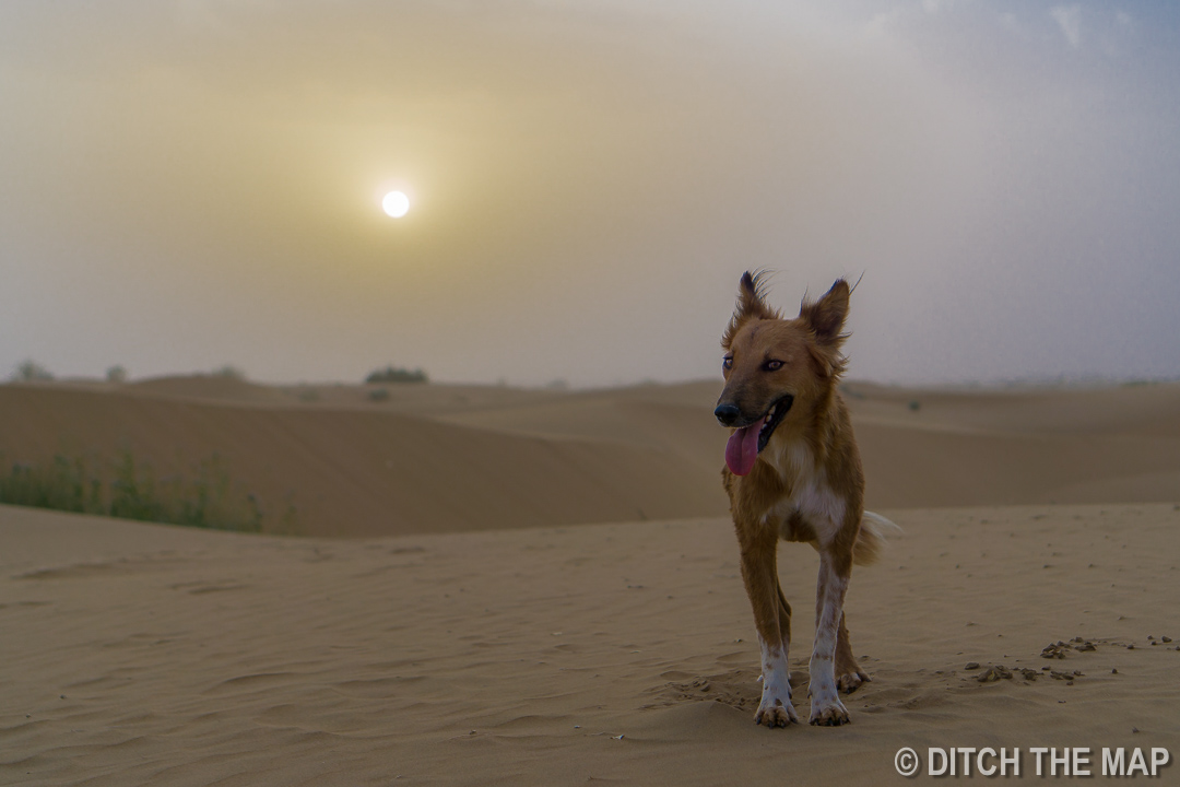 Thar Desert, Jaisalmer, India