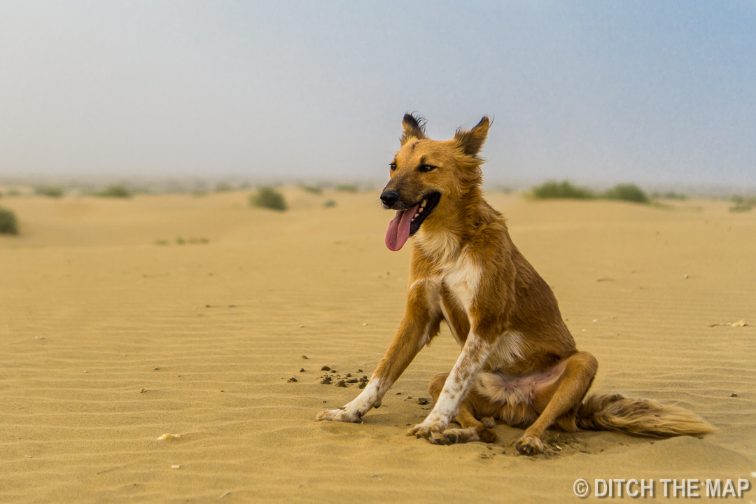 Thar Desert, Jaisalmer, India