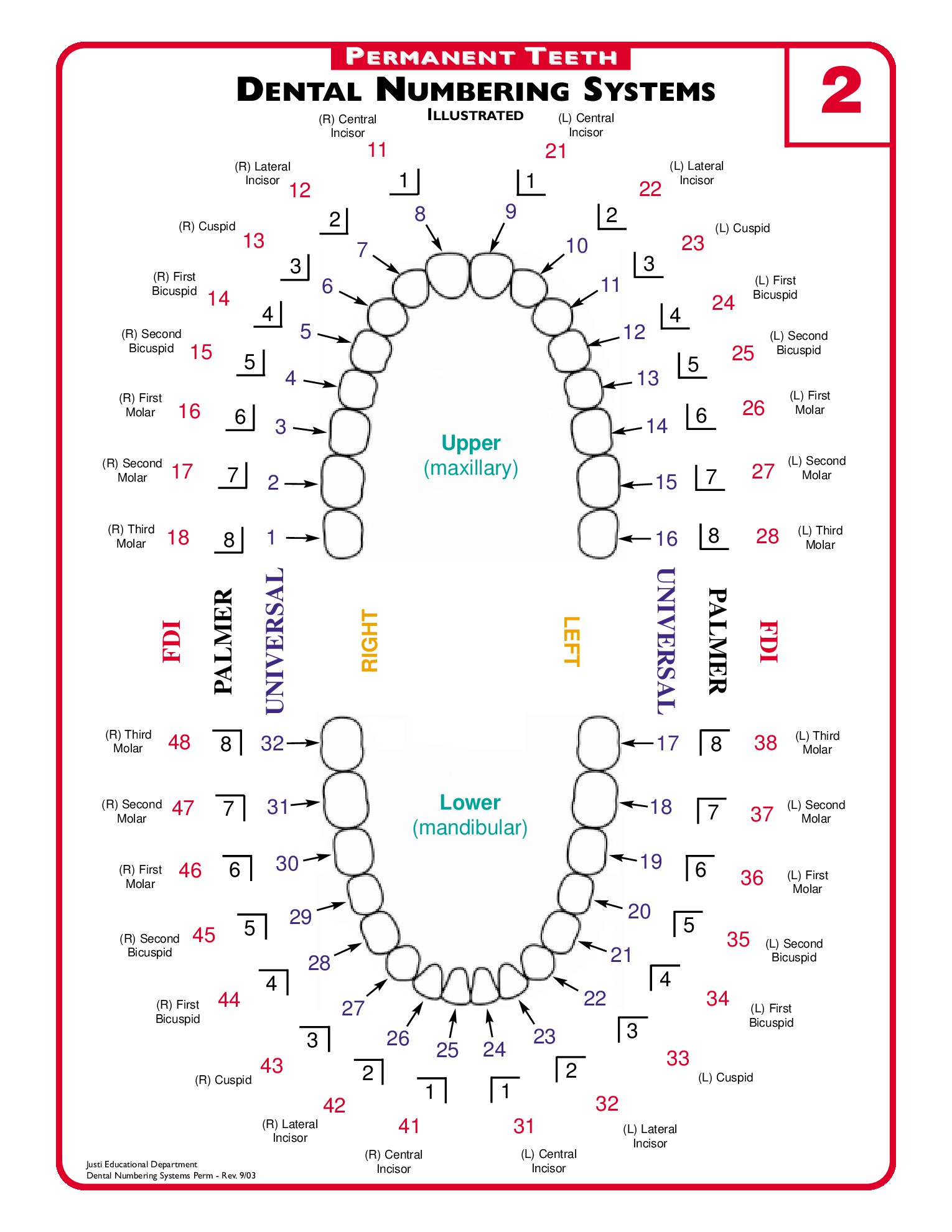 Printable Tooth Numbering Chart - Printable World Holiday