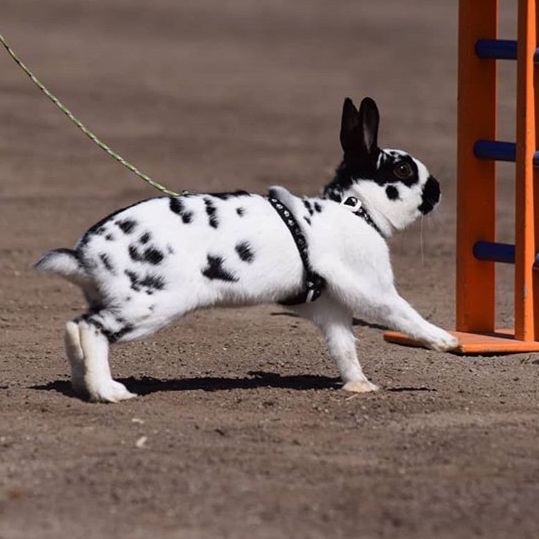 @rabbits_shetlandpony