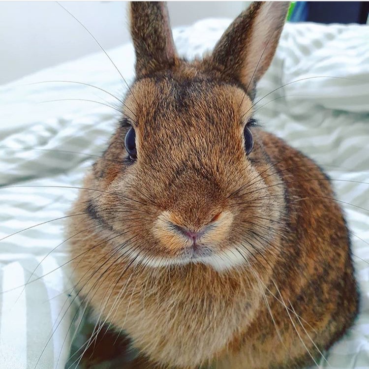 @eevee_the_rabbitt