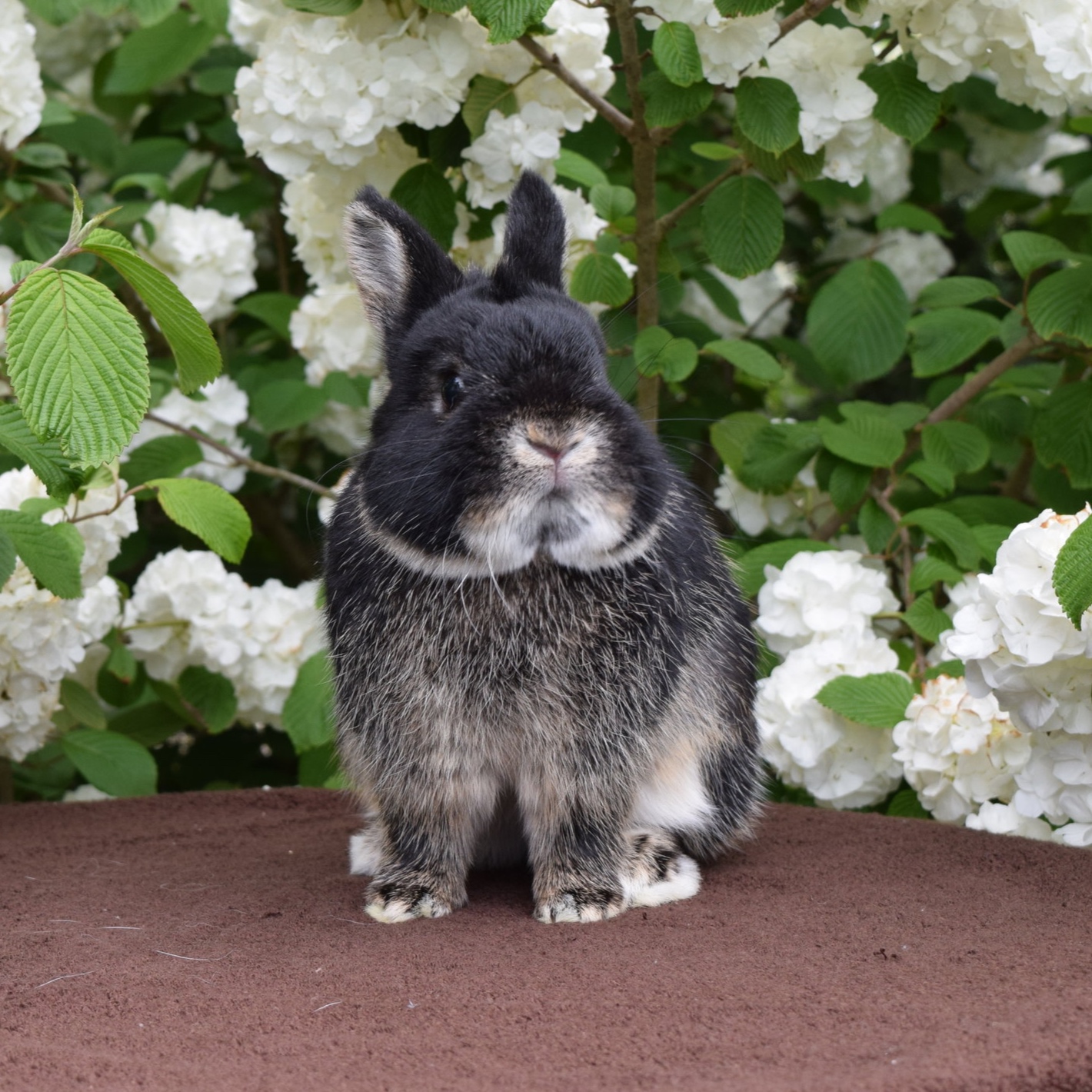  black otter Netherland Dwarf buck 