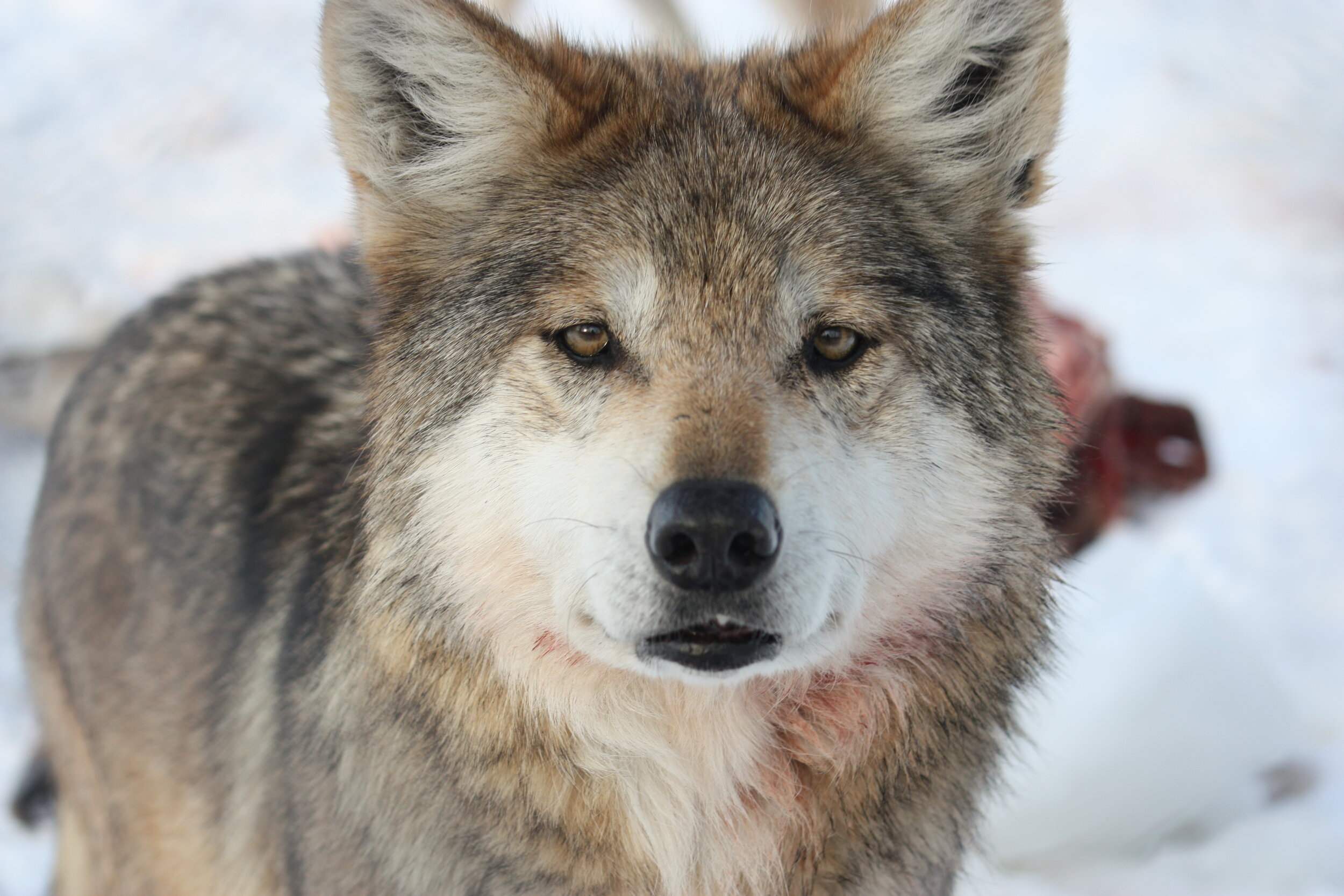 Mexican Grey Wolf Habitat